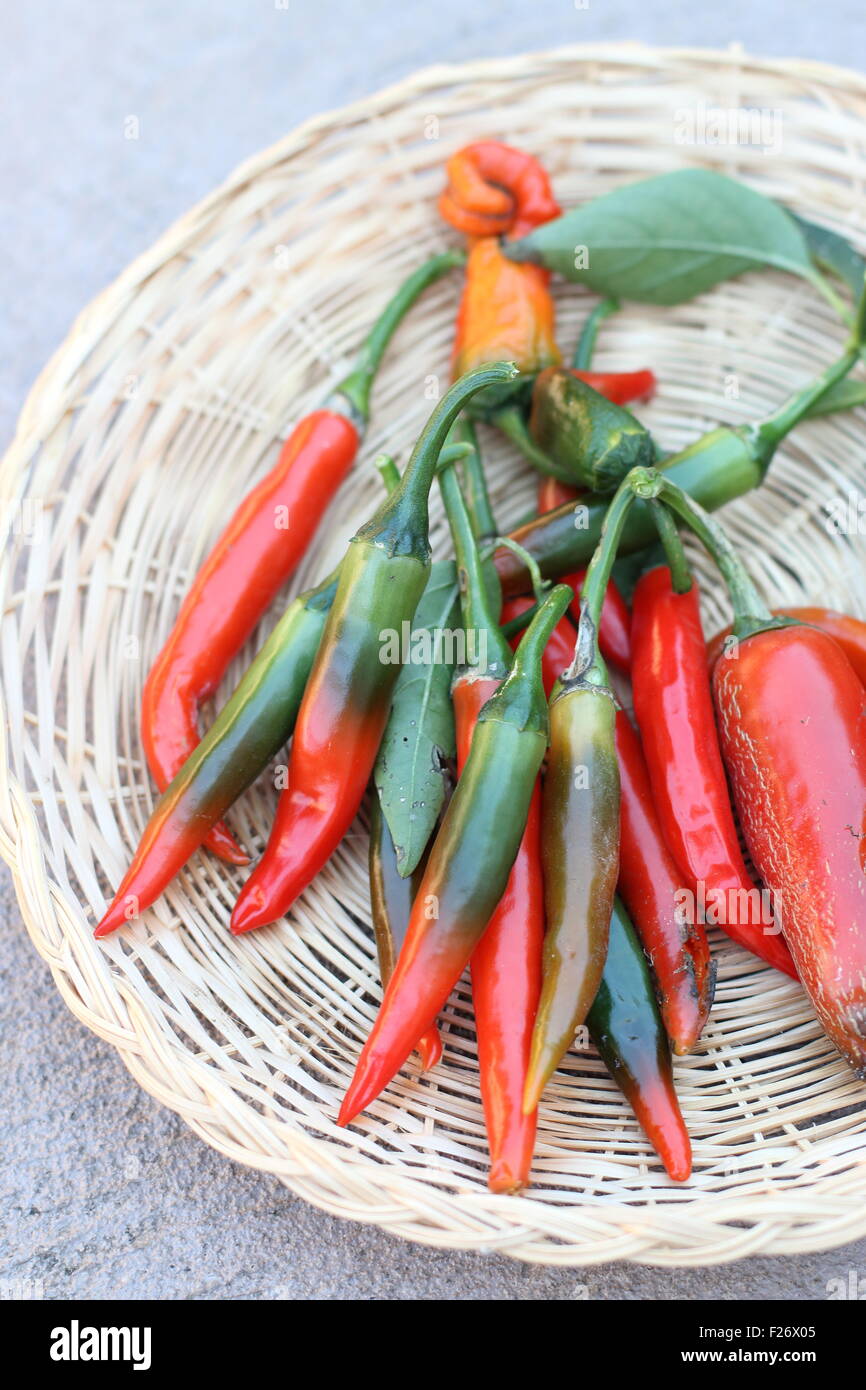 Nach Hause angebaut frische grüne und rote Chilis Stockfoto