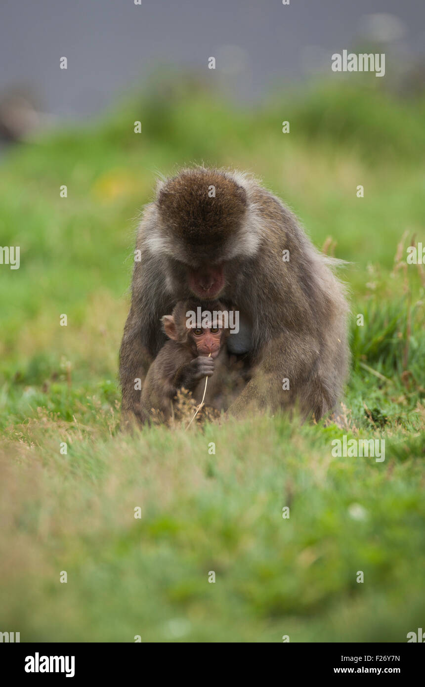 Japanischen Makaken Mutter und baby Stockfoto