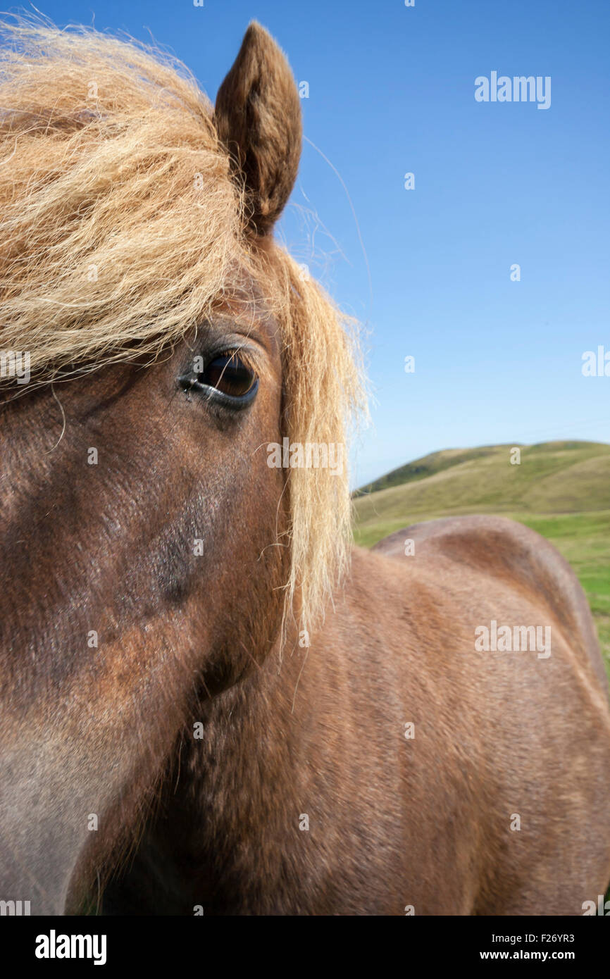 Shetland Pony, Shetland, nördlichen Inseln, Schottland, UK Stockfoto