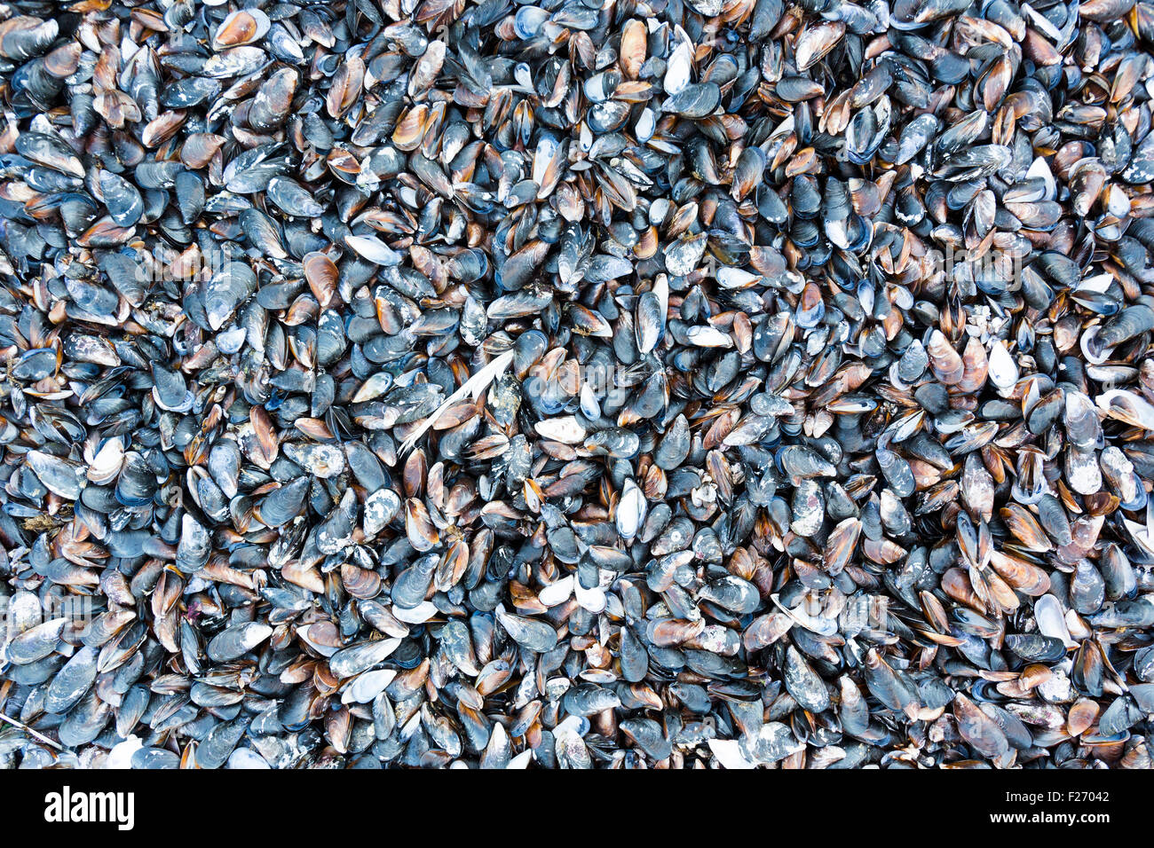 Eine Gruppe von Muscheln, Muskeln Castaway am Ufer des Gezeiten-Pools. Stockfoto