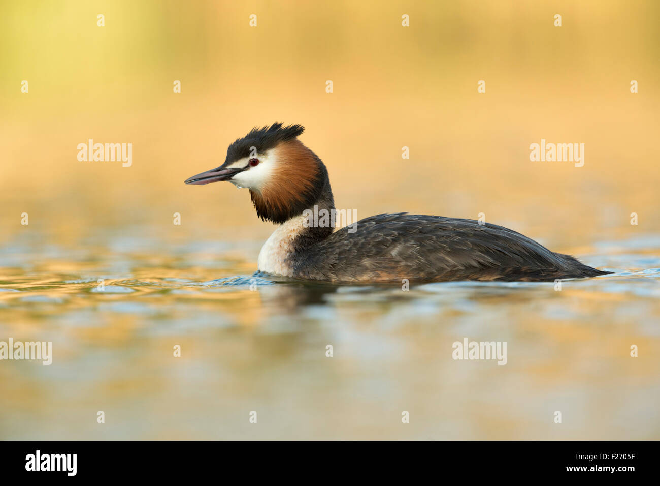 Great Crested Grebe / Haubentaucher ( Podiceps cristatus) im letzten Licht des Tages, wunderschöne Natur, Tierwelt, Europa. Stockfoto