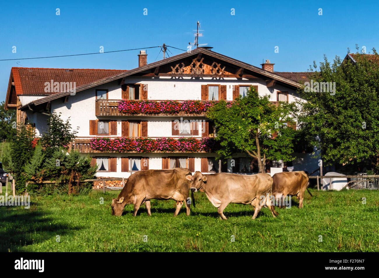 Bayern-Deutschland. Grasende Kühe auf der Wiese außerhalb typisch bayerischen Bauernhaus mit Fensterläden und Blumentöpfe Stockfoto