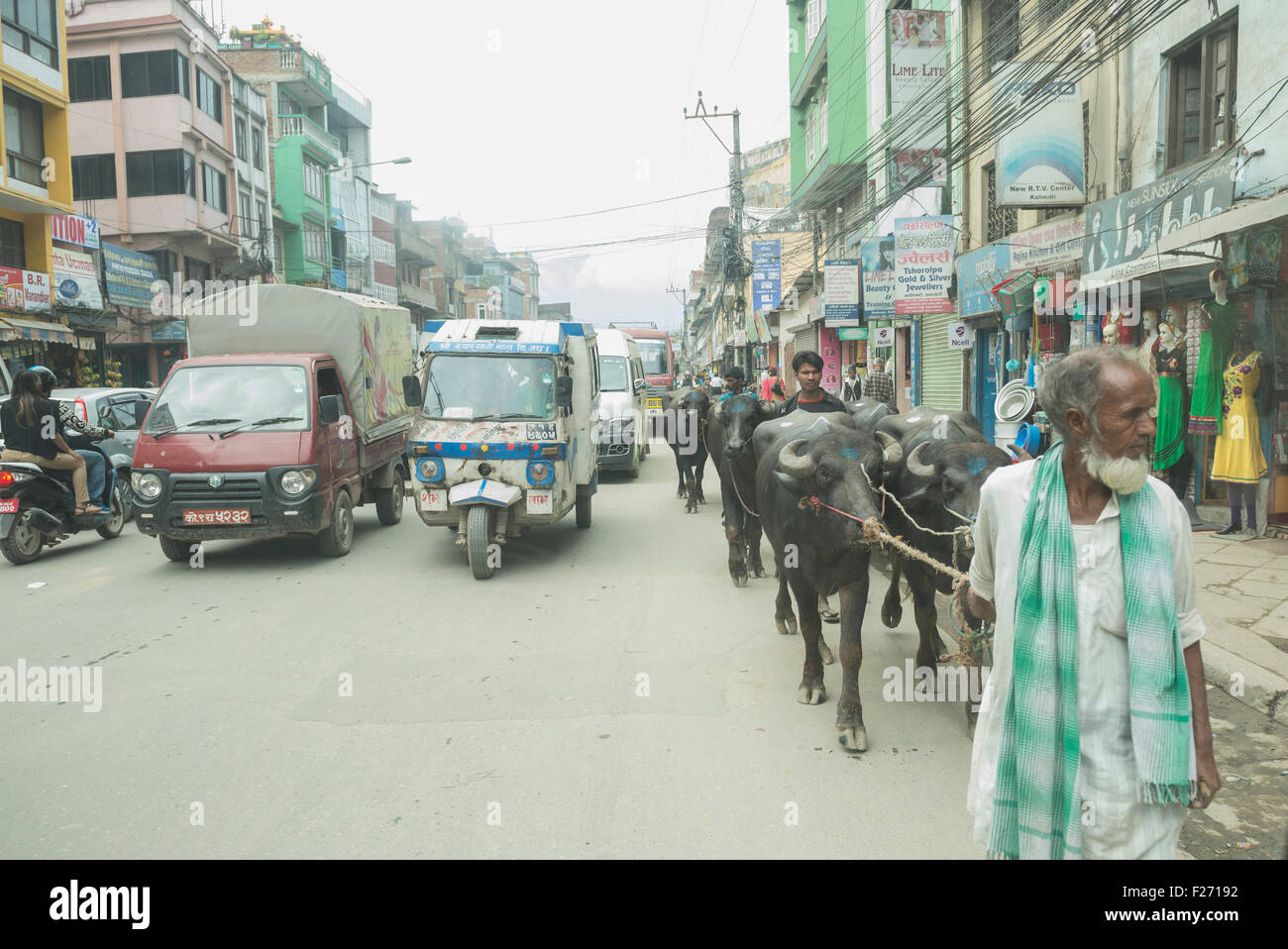 Bauer mit Wasserbüffel im Verkehr, Kathmandu, Nepal Stockfoto