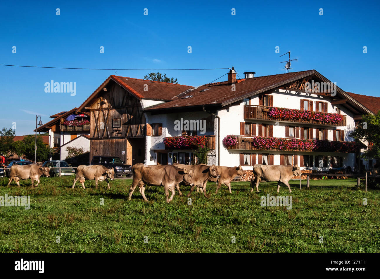 Bayern-Deutschland. Typische Fachwerkhäuser bayerischen Bauernhäuser mit Fensterläden, Blumenkästen und weidenden Kühen Stockfoto
