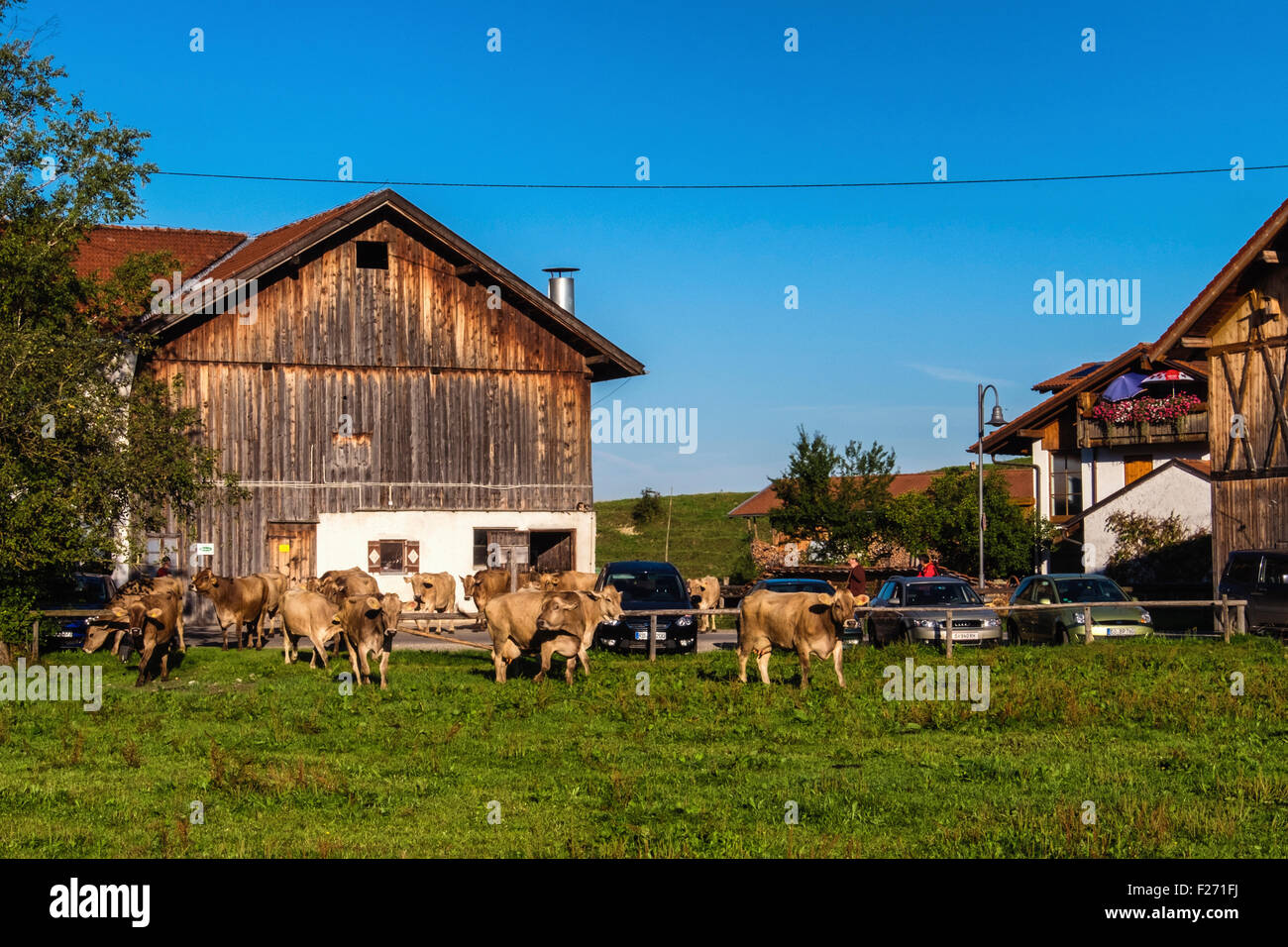 Bayerischer Hof. Scheune, grasende Kühe auf einem Feld und blauer Himmel, Bayern Stockfoto