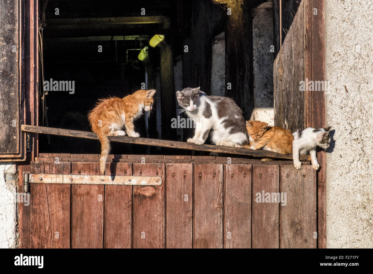 Bauernhof katzen -Fotos und -Bildmaterial in hoher Auflösung – Alamy