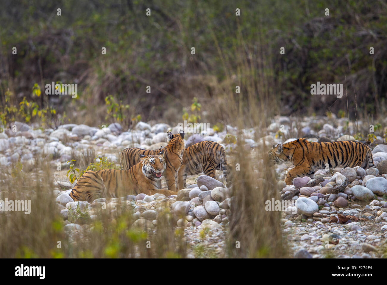Bengalische Tigerin Familie mit ihren vier jungen Flussbett bei Jim Corbett Nationalpark, Indien [Panthera Tigris] Stockfoto