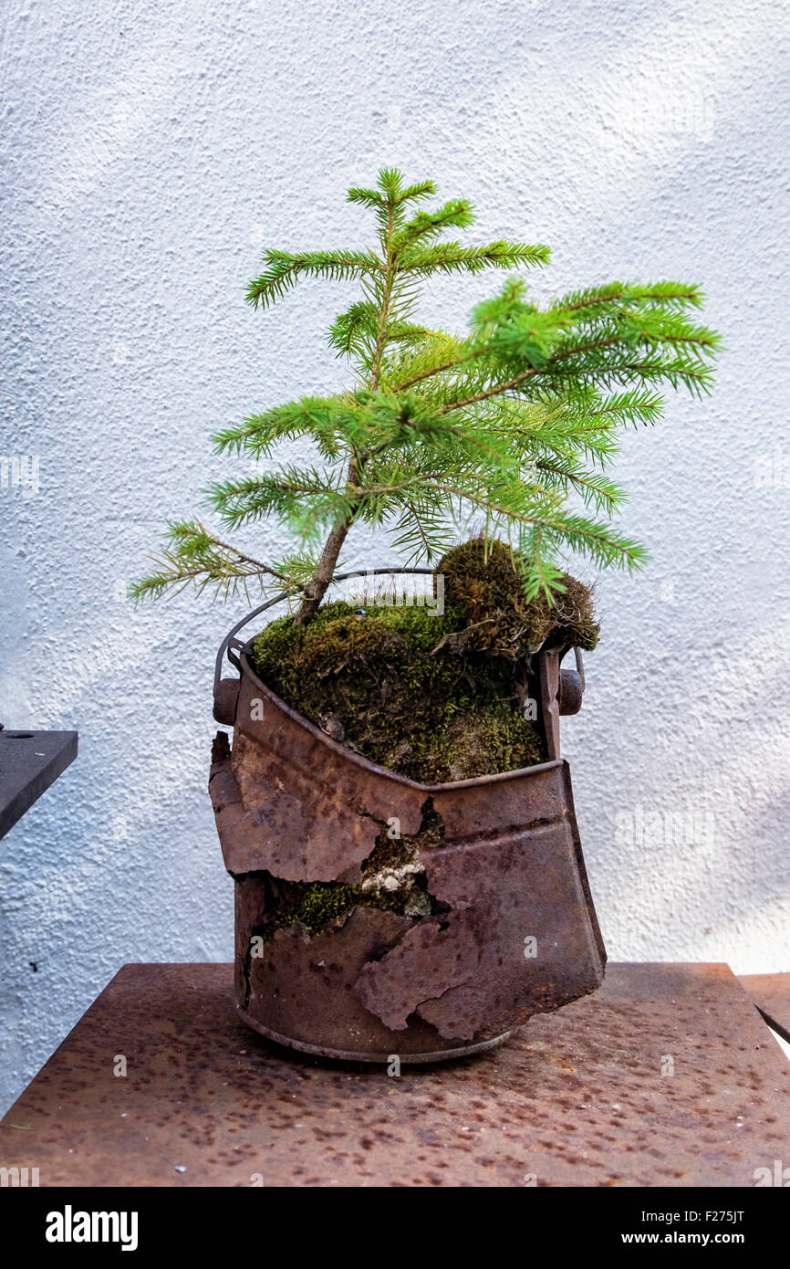 Nadelbaum Miniaturbaum in attraktiven rostigen Container - eine  ungewhnliche Pflanztopf Stockfotografie - Alamy