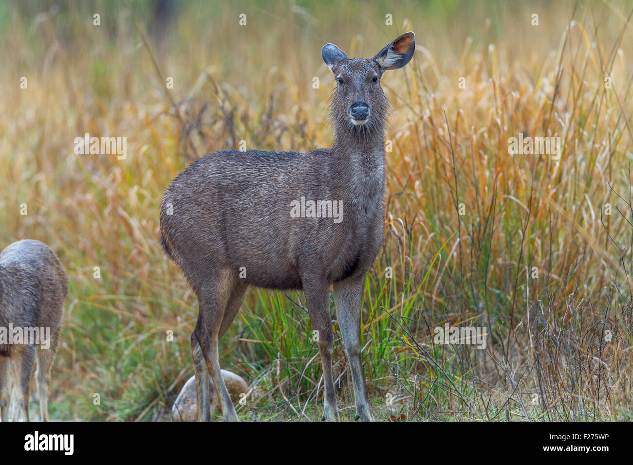 Sambar Deer getränkt in Regen in Jim Corbett Nationalpark, Indien. (Cervus unicolor) Stockfoto