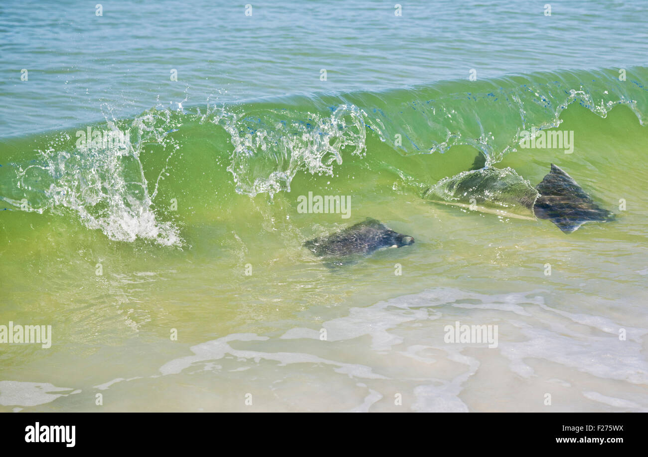 Sting Rays schwimmen in der Brandung entlang St. Pete Beach an der Westküste von Florida in den Golf von Mexiko Stockfoto