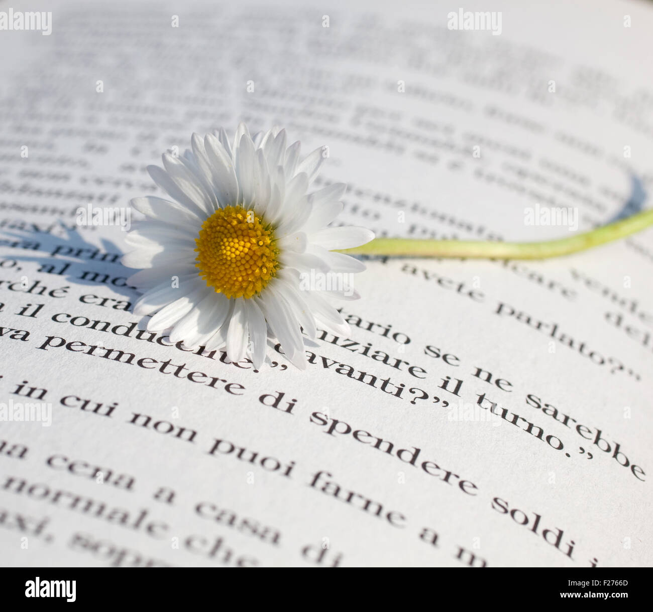 Gänseblümchen auf ein offenes Buch Stockfoto