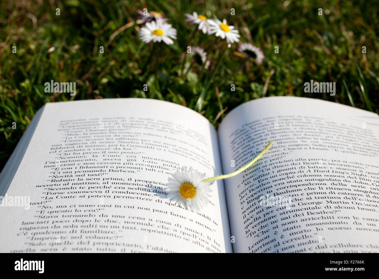 Gänseblümchen auf ein offenes Buch Stockfoto