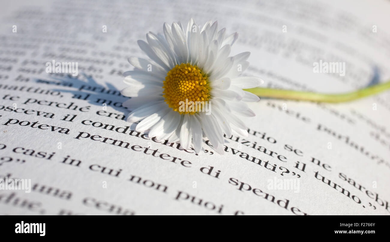 Gänseblümchen auf ein offenes Buch Stockfoto