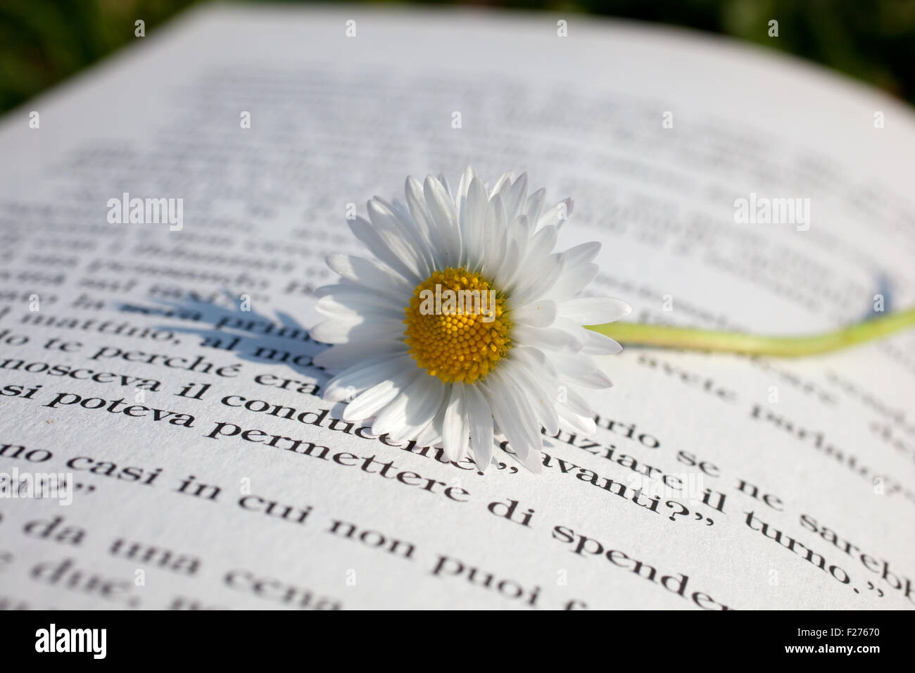 Gänseblümchen auf ein offenes Buch Stockfoto