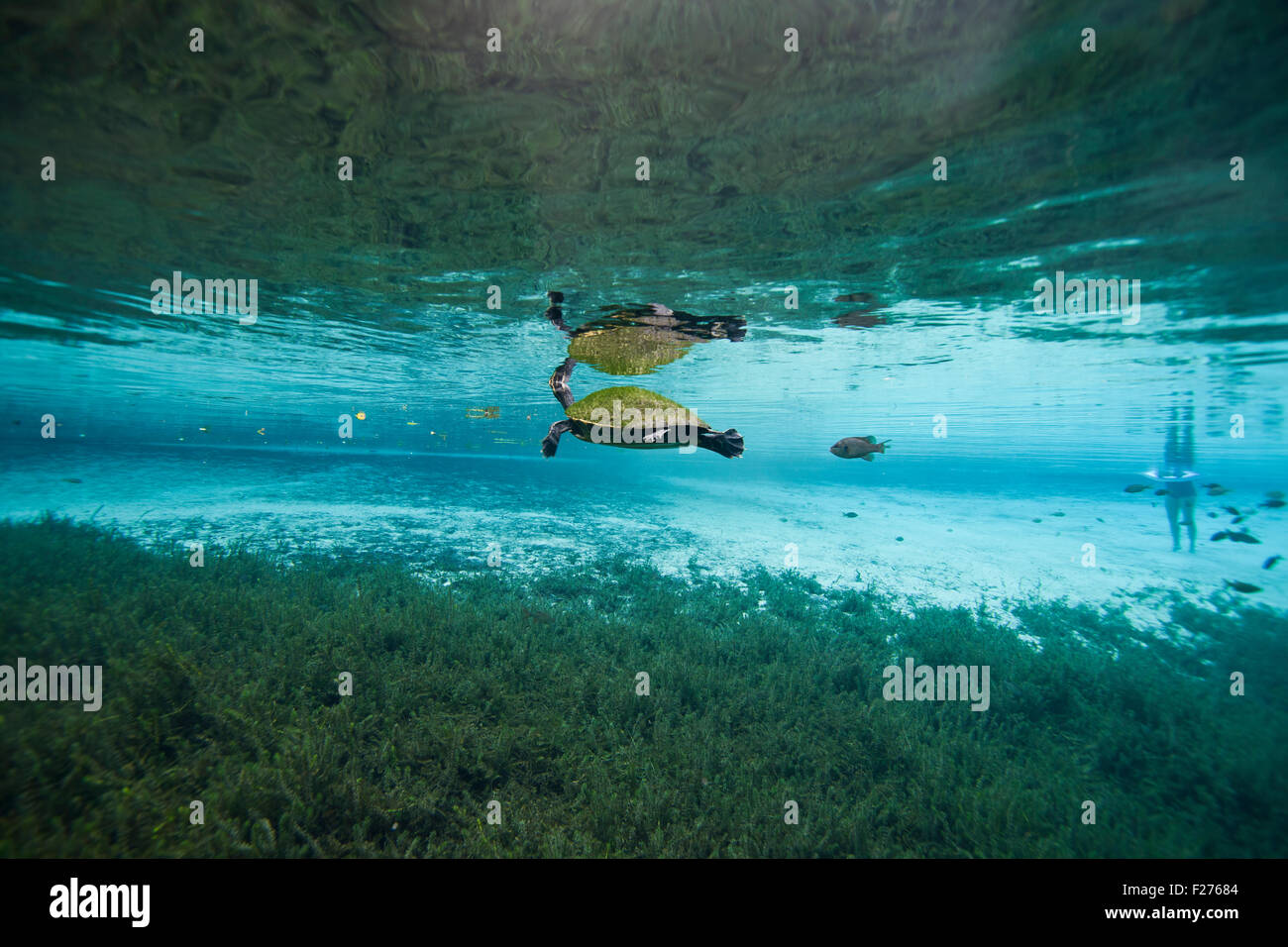 Eine Schildkröte schwimmen an der Oberfläche des Blue Spring in High Springs Florida Stockfoto