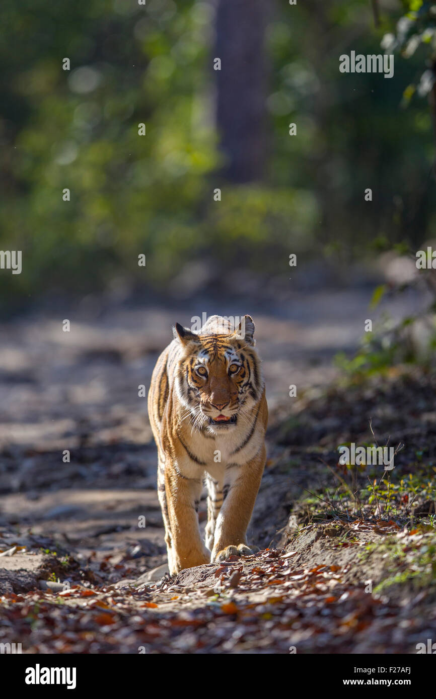 Eine bengalische Tigerin schlich in den Wald von Jim Corbett Nationalpark, Indien. (Panthera Tigris) Stockfoto