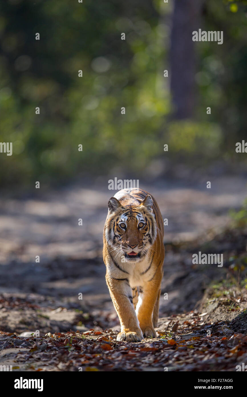 Eine bengalische Tigerin schlich in den Wald von Jim Corbett Nationalpark, Indien. (Panthera Tigris) Stockfoto