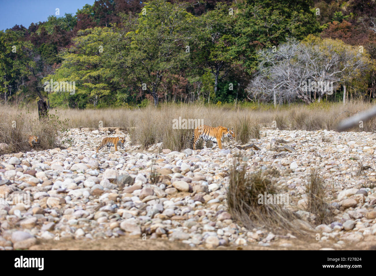 Bengalische Tigerin Familie mit ihren Jungen auf einem Flussbett in Jim Corbett Nationalpark, Indien [Panthera Tigris] Stockfoto