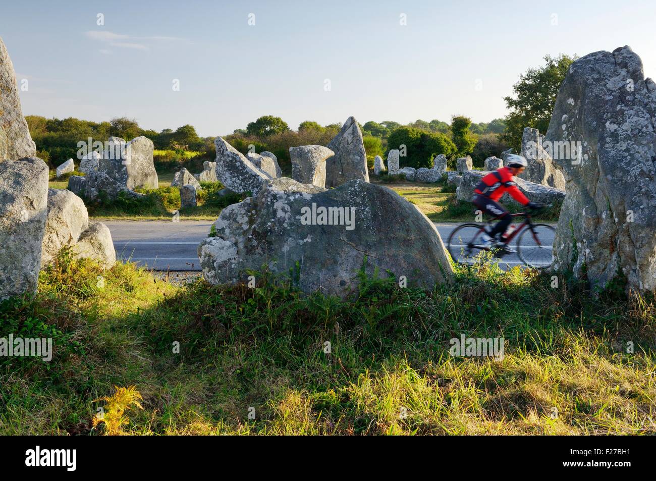 D781 Weg führt über 5000 Jahre alte prähistorische Megalithen, die Kerzerho Ausrichtungen. Erdeven, Bretagne, Frankreich Stockfoto