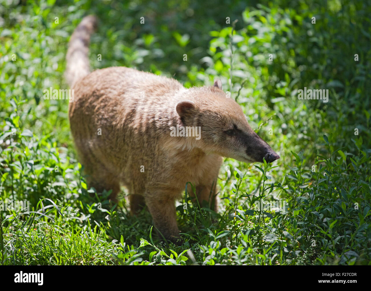 Exotische südamerikanische tierischen Nasua in einem zoo Stockfoto