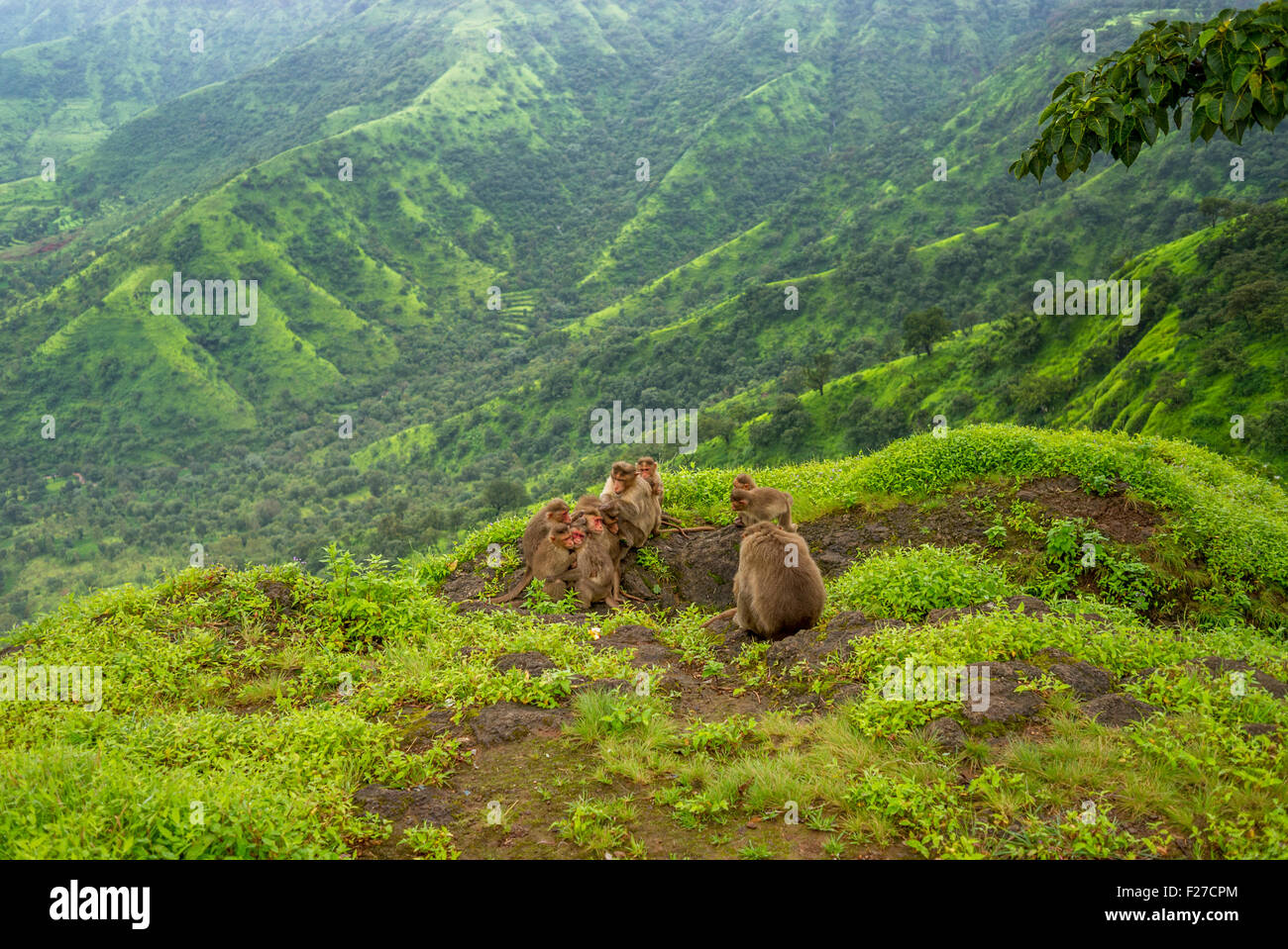 Gruppe von Rhesus-Makaken (Macaca Mulatta) in Western Ghats, Indien  Stockfotografie - Alamy
