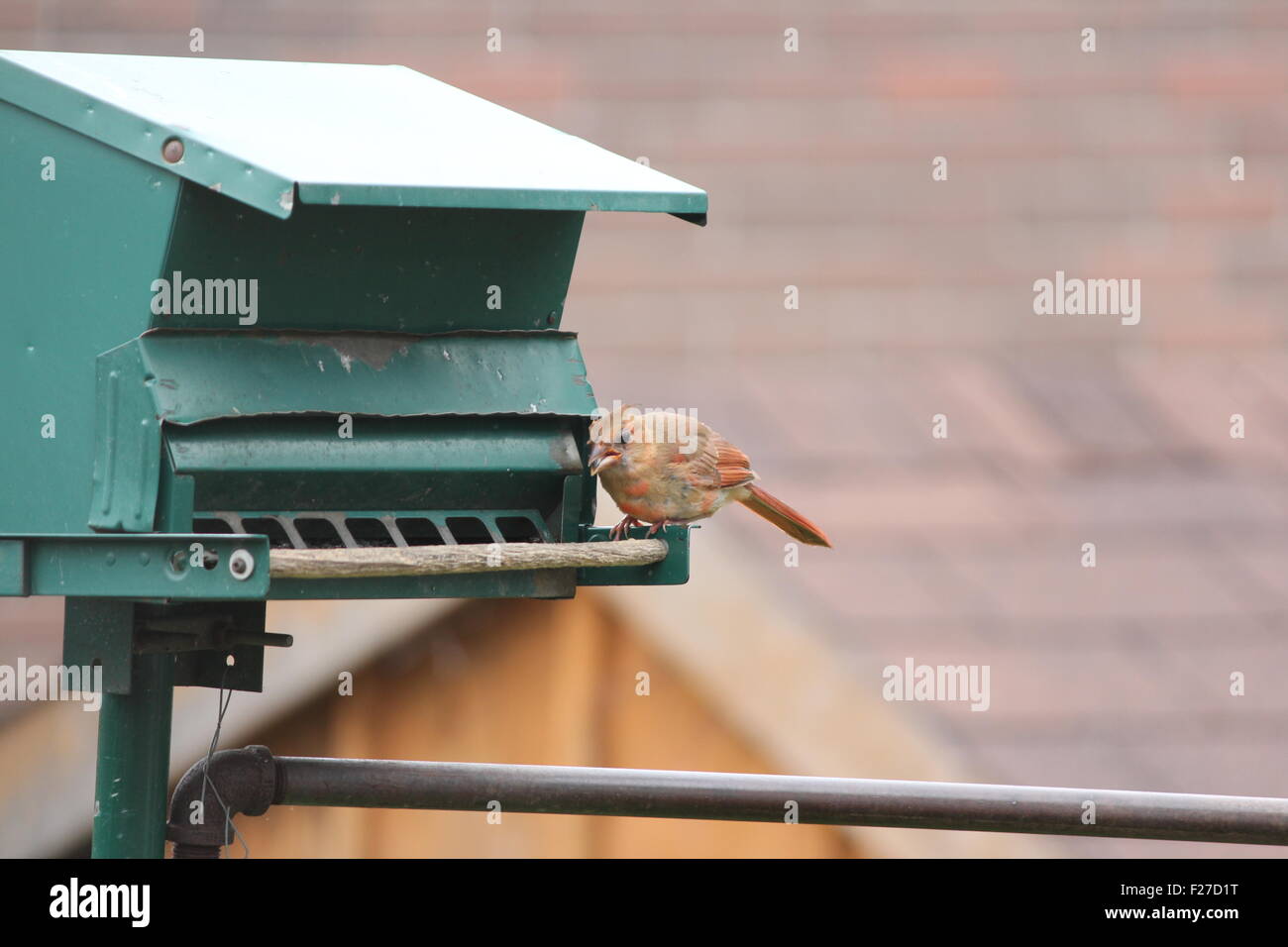 Nördlichen Kardinal weiblich (Cardinalis Cardinalis) auf ein Futterhäuschen für Vögel Essen Samen. Stockfoto