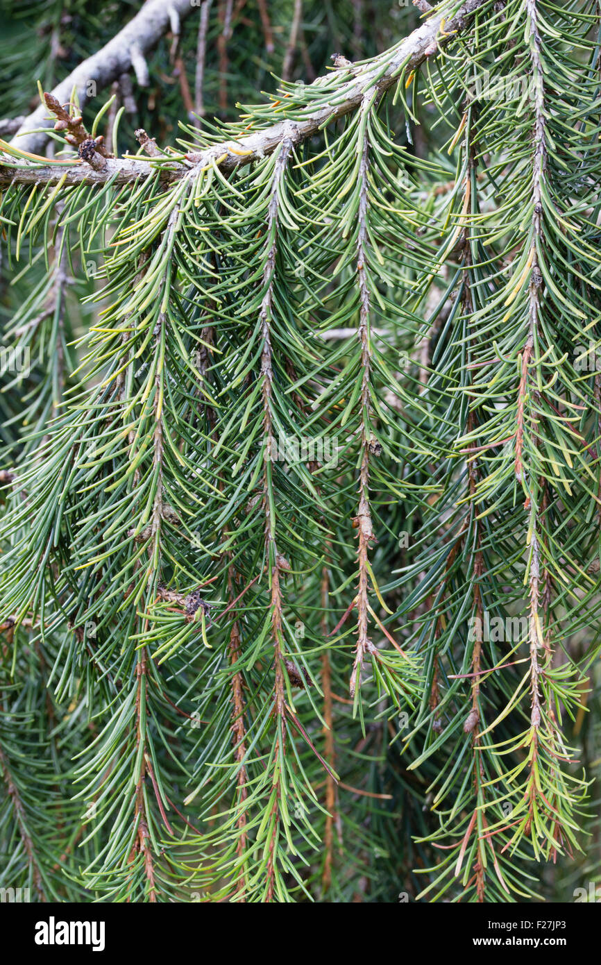 Nahaufnahme der baumelnden Zweige der immergrünen Brauer weinende Fichte, Picea Breweriana. Stockfoto