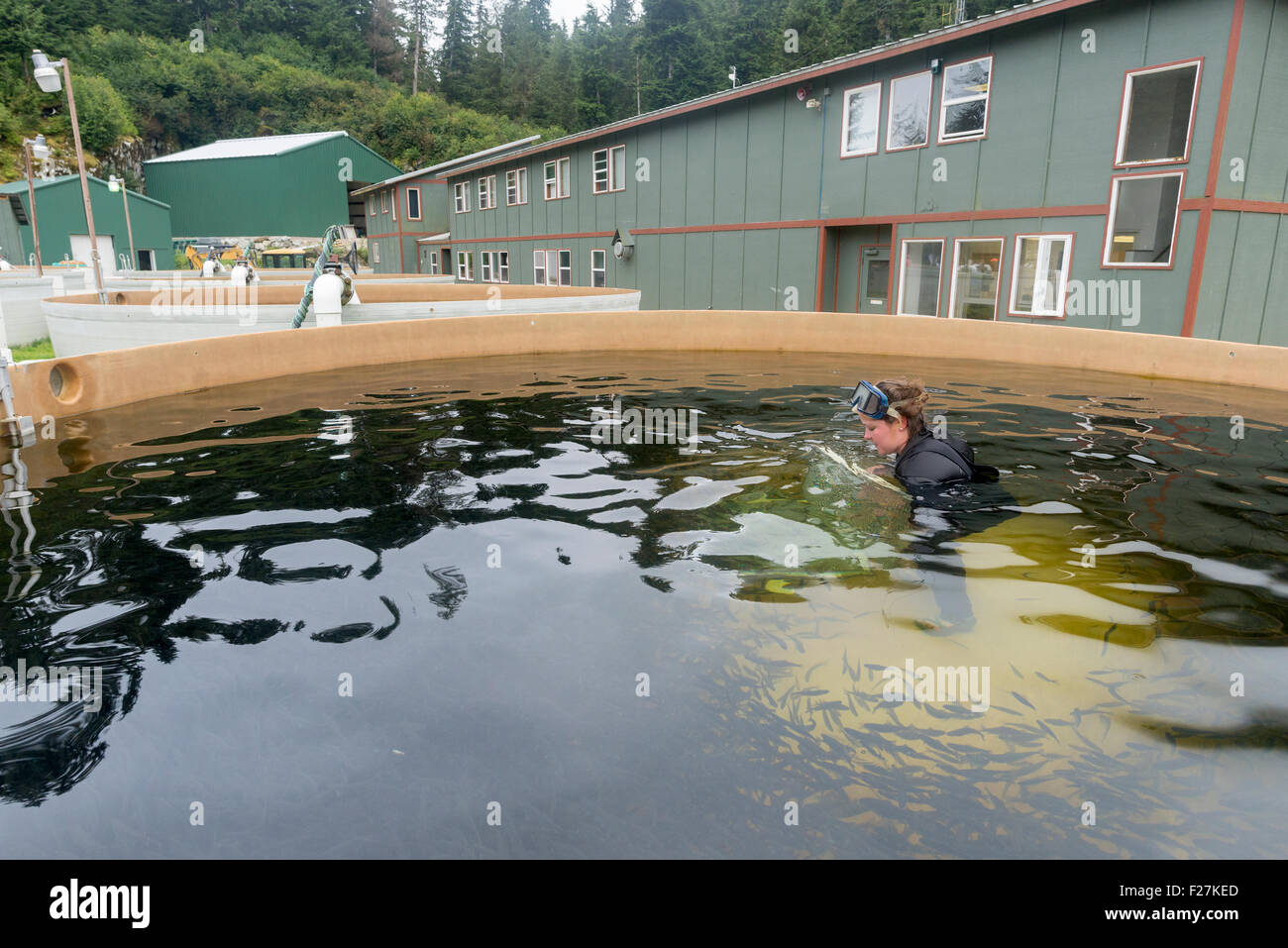 Brüterei-Mitarbeiterin in einem Tank der juvenilen Lachs in der versteckt fällt Brüterei in Southeast Alaska. Stockfoto