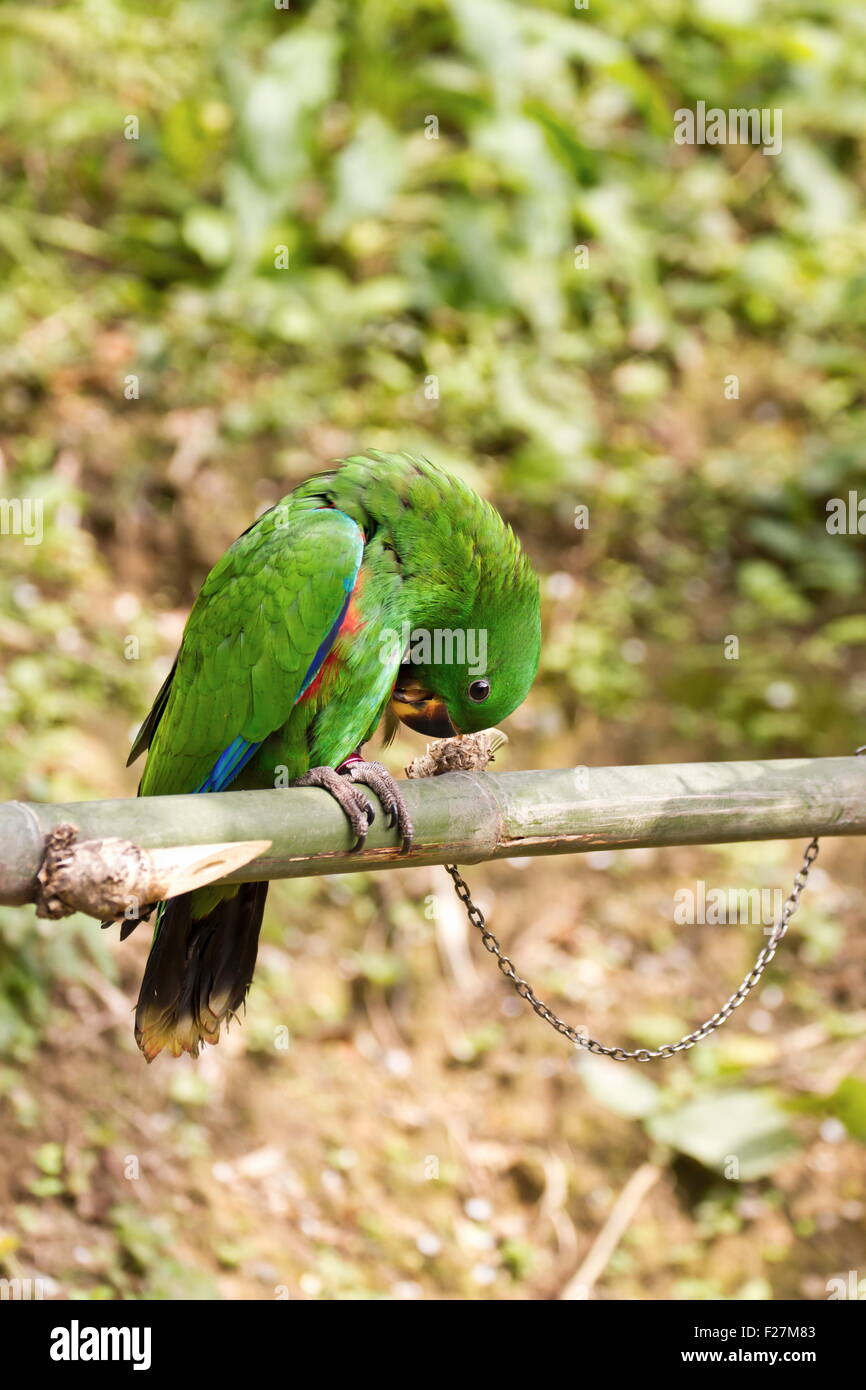 Stand der Papagei auf Ast, Papageienvögel Stockfoto