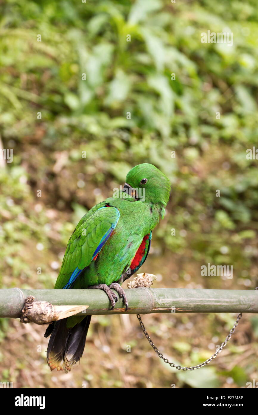 Stand der Papagei auf Ast, Papageienvögel Stockfoto