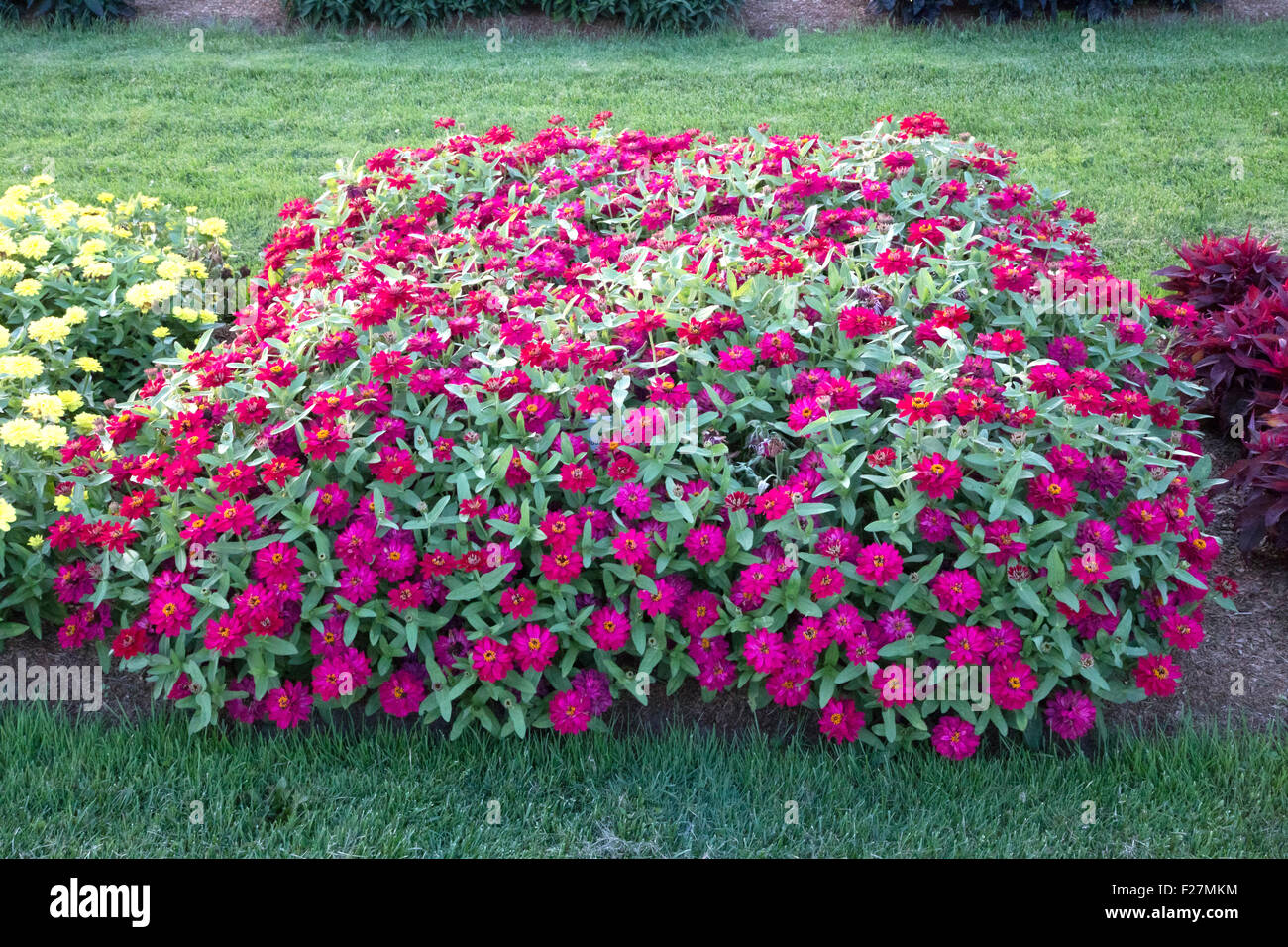 Viele rote Zinnie Blumen im Garten Stockfoto