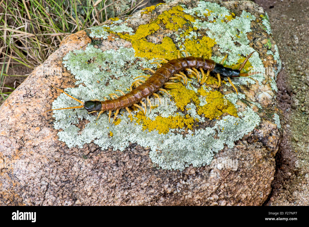 Riesige Wüste Hundertfüßer Scolopendra Heros Ruby Road, Santa Cruz County, Arizona, Vereinigte Staaten 11. September 2015 Erwachsene Stockfoto