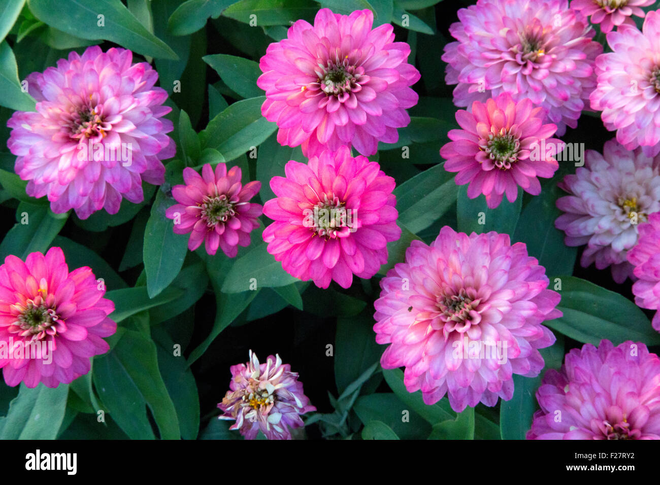 Makro von vielen rosa Zinnie Blumen im Garten Stockfoto