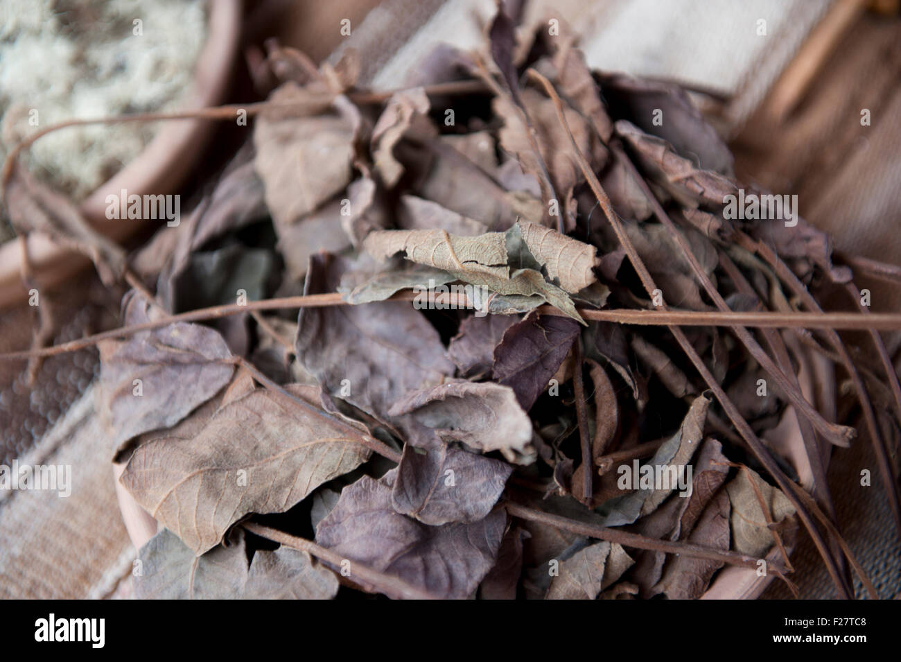 Lila Blätter Stockfoto