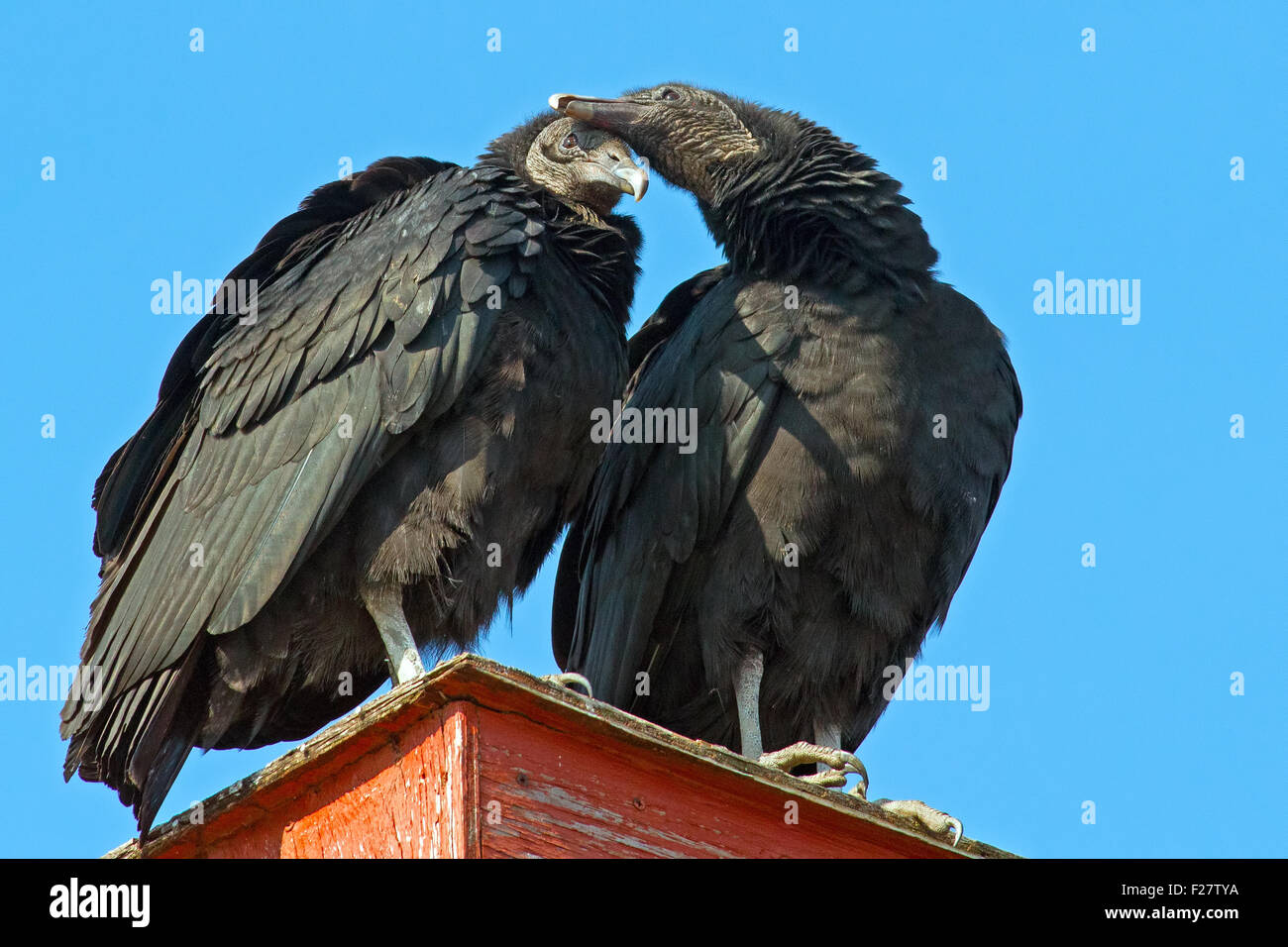 Ein paar schwarze Geier Zuneigung anzeigen Stockfoto