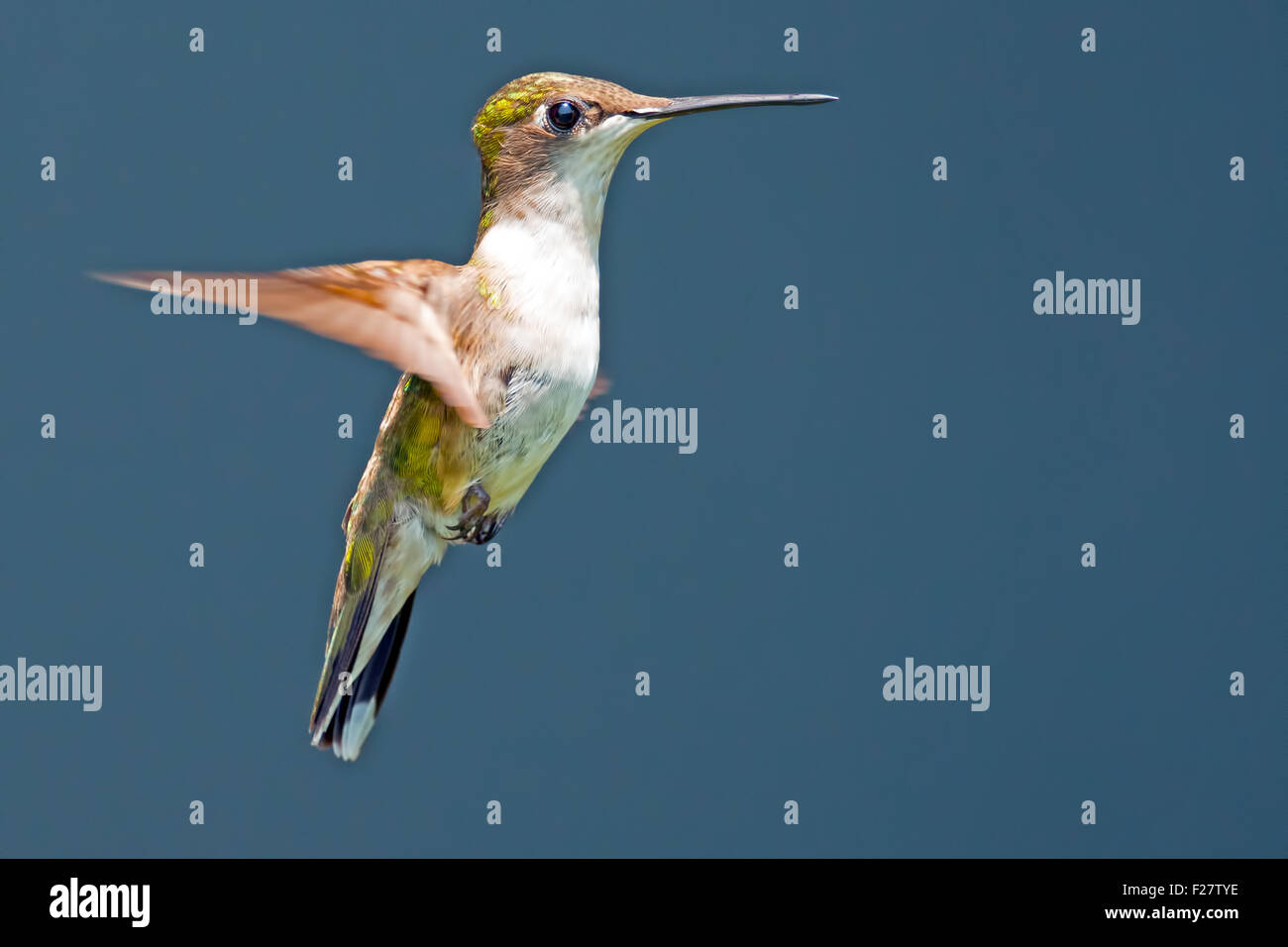 Frau Ruby – Throated Kolibri im Flug Stockfoto