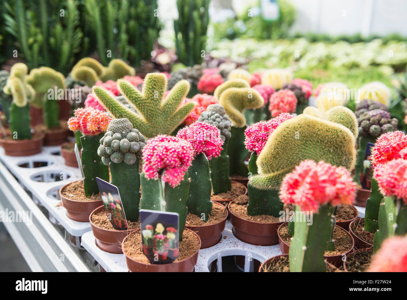 Kaktus Blumen zum Verkauf im Gartencenter, Augsburg, Bayern, Deutschland  Stockfotografie - Alamy