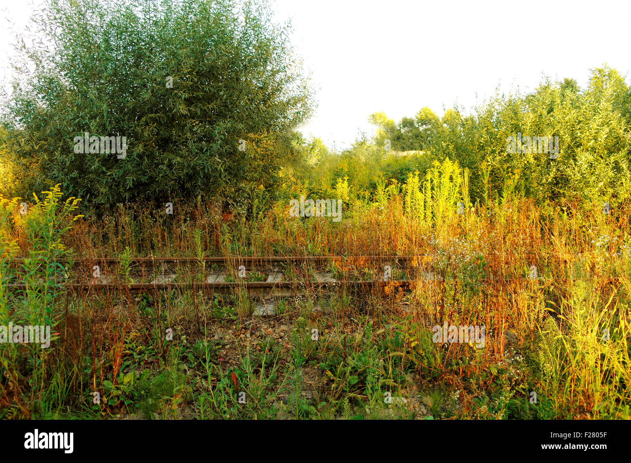 alten verwilderten ungenutzte rostigen Eisenbahn im Busch Stockfoto