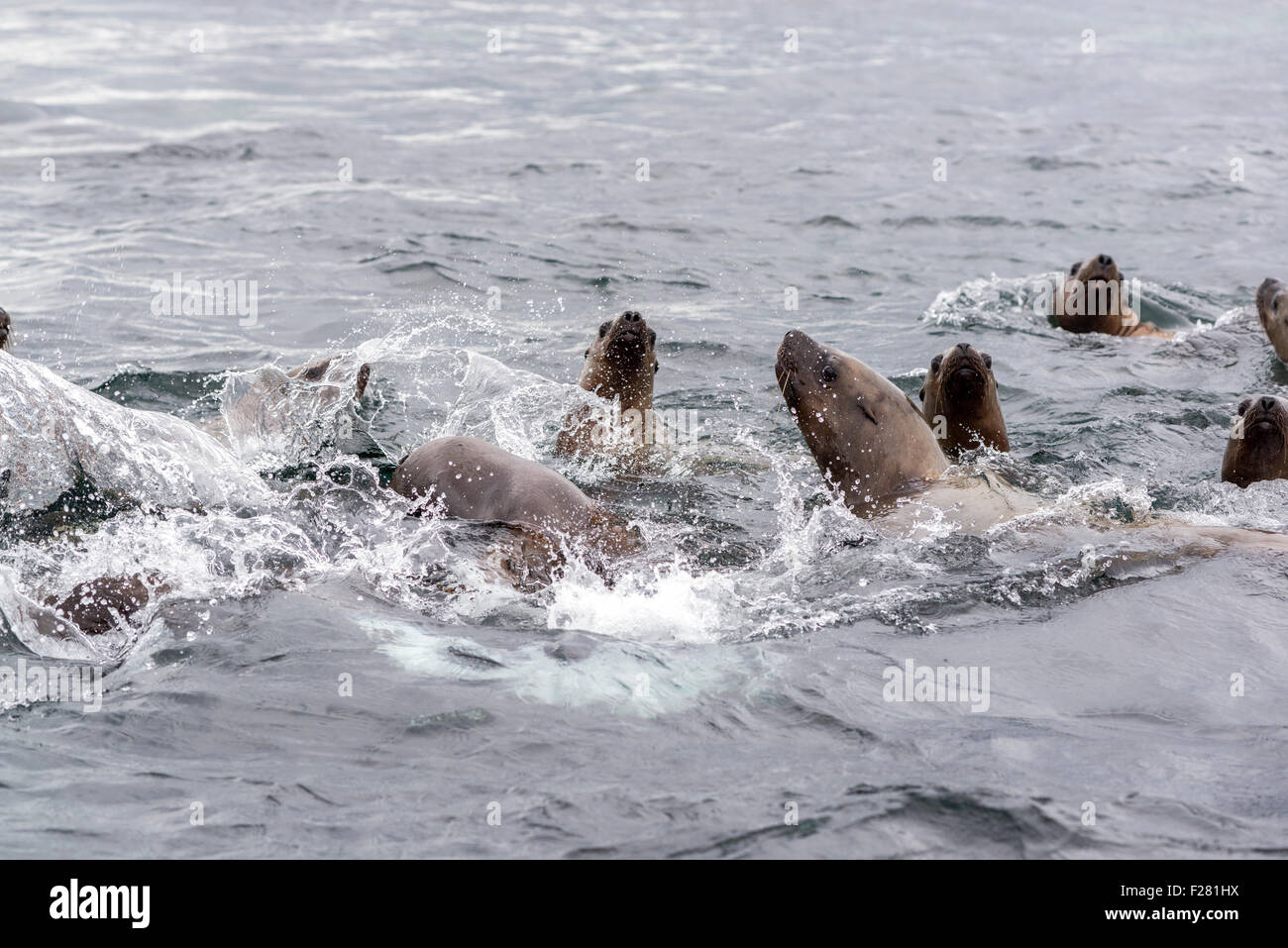 Steller Seelöwen schwimmen in Frederick Sound, Alaska. Stockfoto