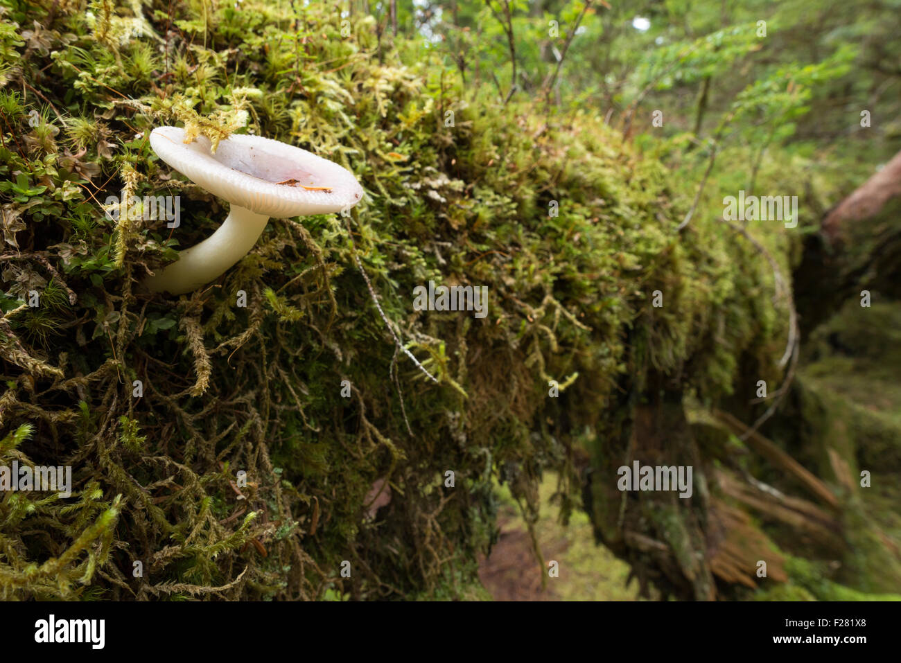 Pilz und Moos auf einen umgestürzten Baum auf einer Insel im Südosten Alaskas. Stockfoto