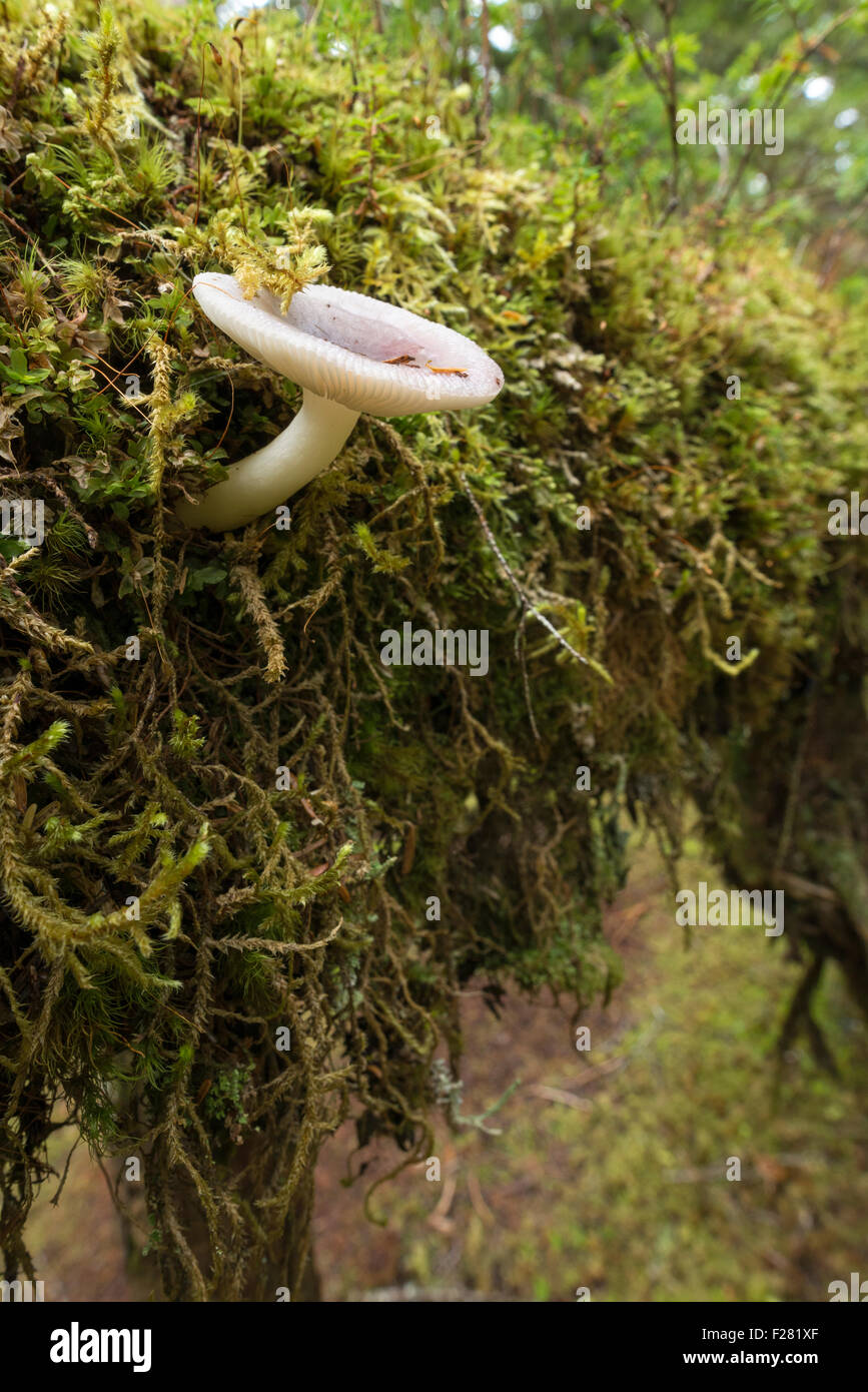 Pilz und Moos auf einen umgestürzten Baum auf einer Insel im Südosten Alaskas. Stockfoto