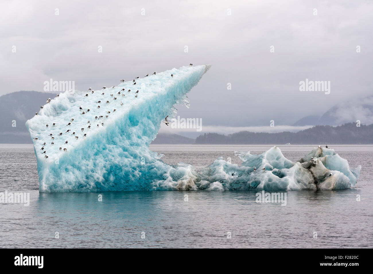 Schwarz-legged Dreizehenmöwen auf einem Eisberg in Stephans Passage, Alaska. Stockfoto