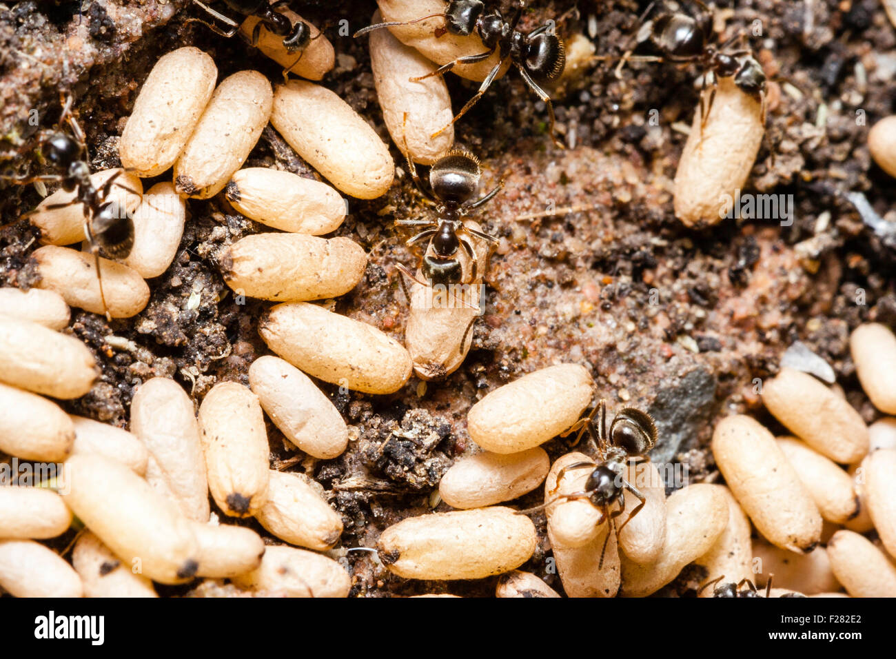 Lasius niger nest Fotos und Bildmaterial in hoher Auflösung Alamy