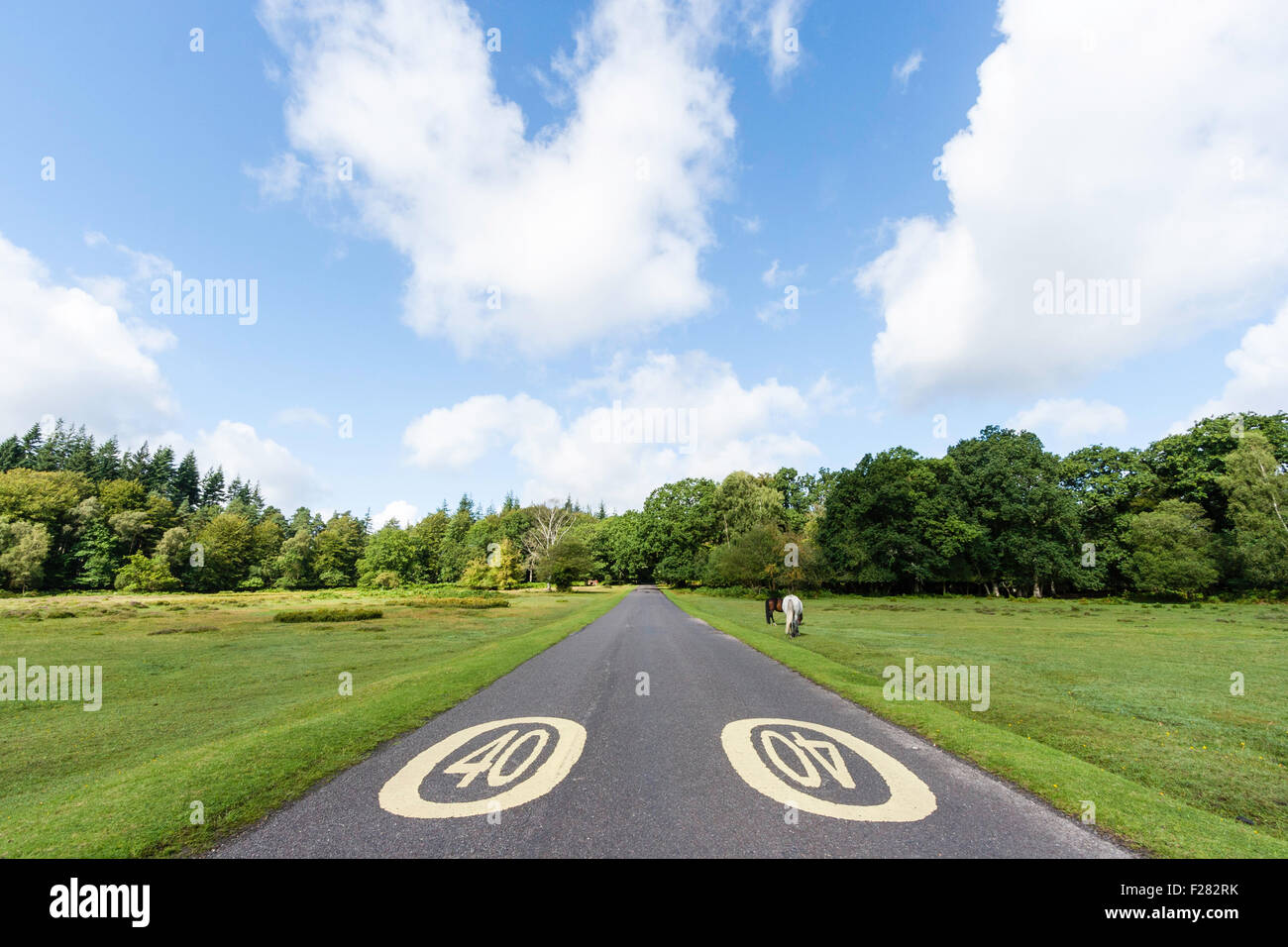 England, New Forest. Zwei Ponys auf der Straße mit Geschwindigkeitsbegrenzung von 40 Kreis, Grünland mit Holz darüber hinaus. Zwei wilde Ponys auf der Straße. Stockfoto