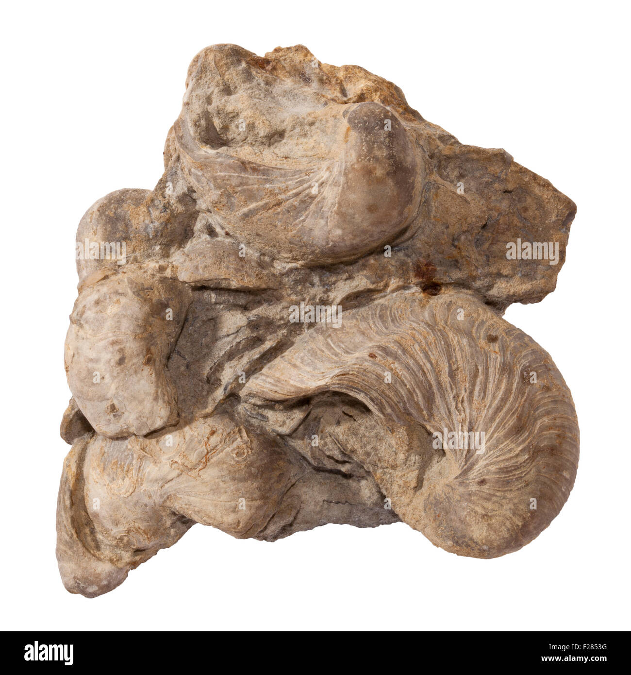 Cluster von Fossilien aus dem unteren Jura-Zeit, allgemein bekannt als Teufels Fußnägel aus Yorkshire, England, UK Stockfoto