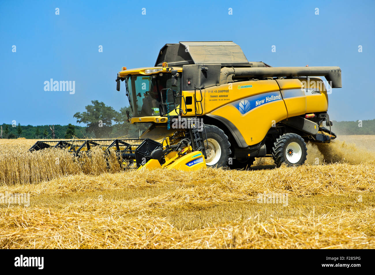 Kombinieren Sie Mähdrescher New Holland CX8080 Ernte Winterweizen, Kanton Genf, Schweiz Stockfoto