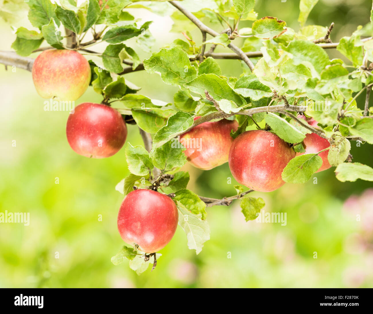 Äpfel Hängen bin Baum Stockfoto