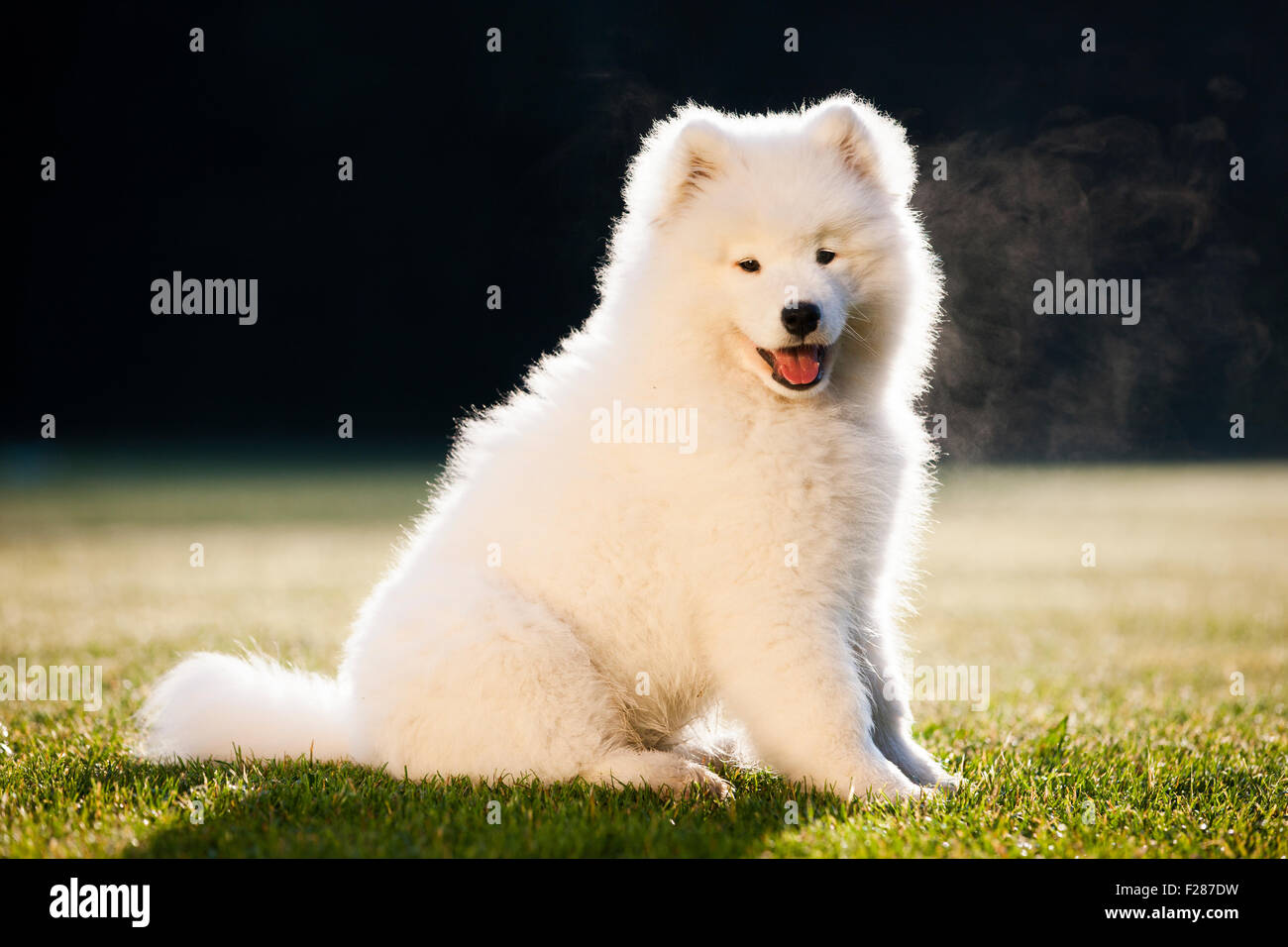 Samoyed Hund, Welpe, sitzen in der Wiese Stockfoto