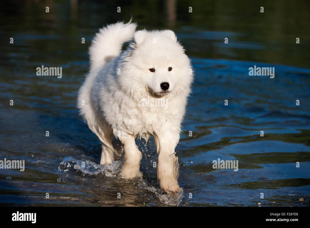 Samoyed Hund, Welpe, im Wasser Stockfoto