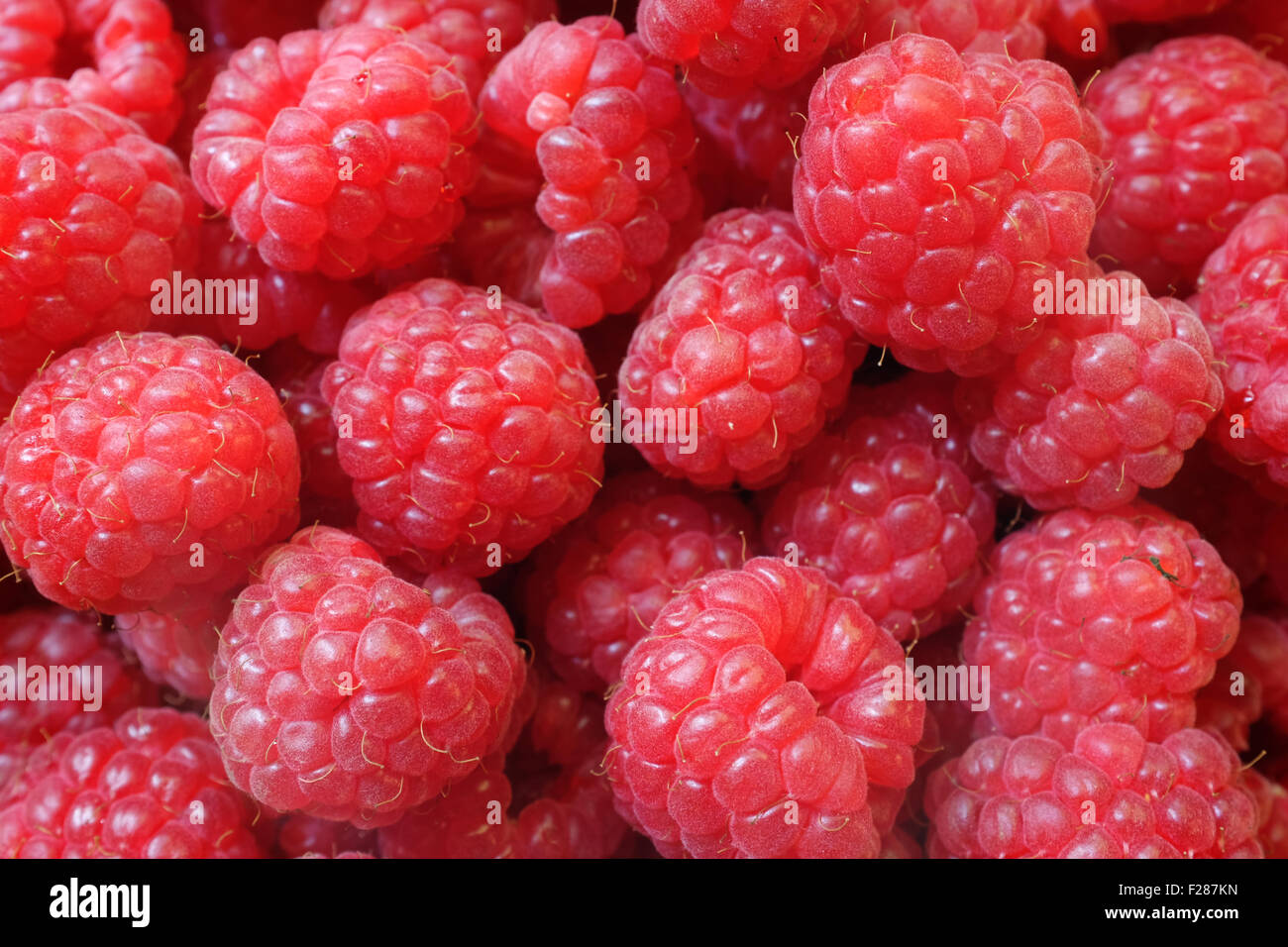 frische rote Beeren europäischen Himbeere, Rubus idaeus Stockfoto